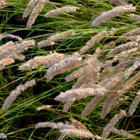Melica ciliata - Parelgras - Siergrassen