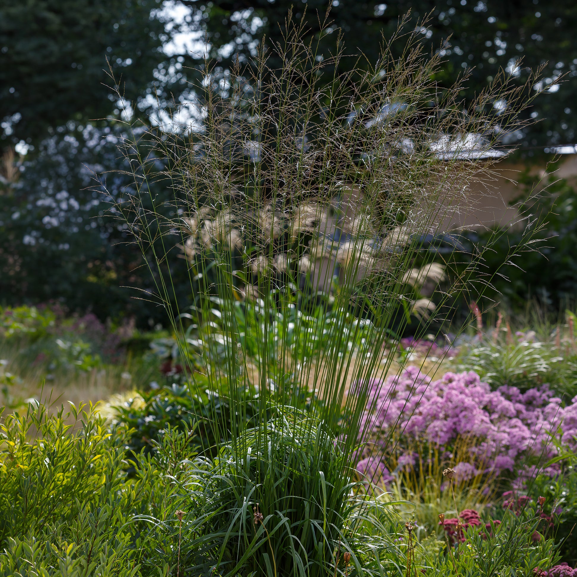 Pijpenstrootje Skyracer - Bakker