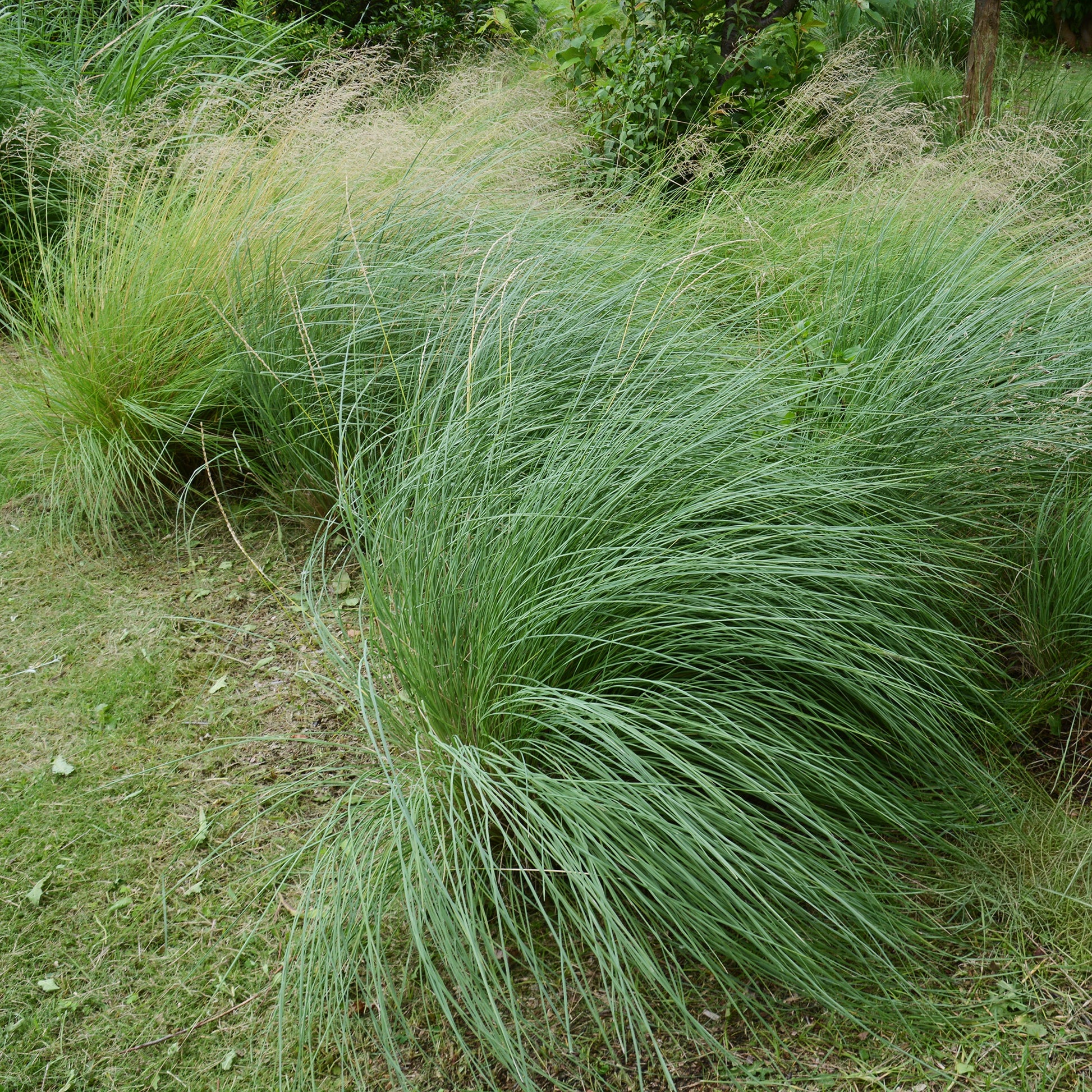 Muhlenbergia rigens - Bakker