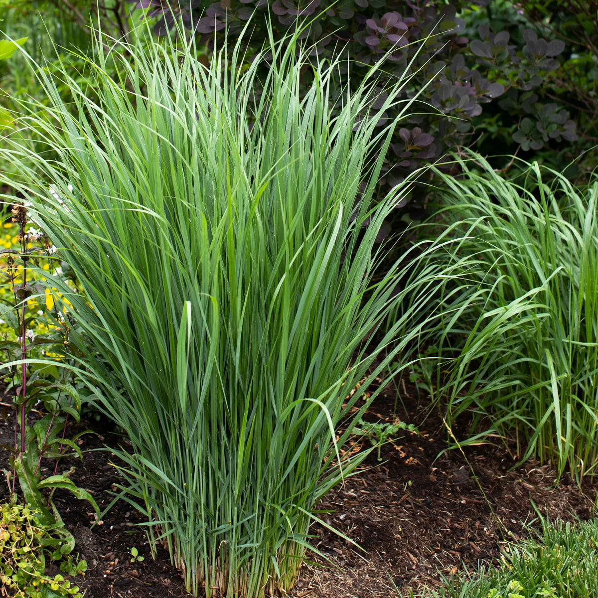 5 vaste planten voor bloemenweide - Panicum virgatum,Sesleria autumnalis, Allium sphaerocephalon,Veronicastrum virginicum, Sanguisorba officinalis       - Bakker