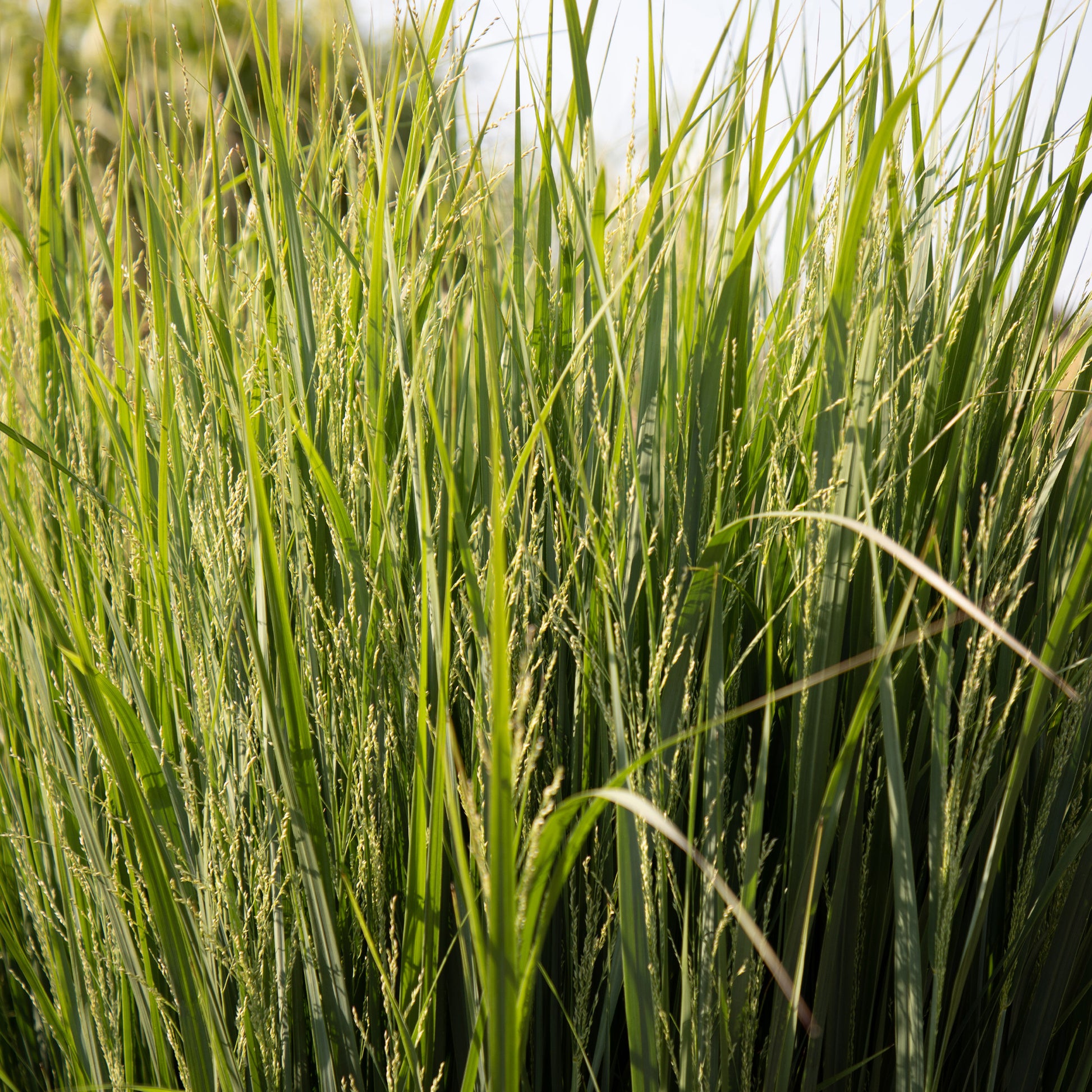 Vingergras 'Northwind' - Panicum virgatum northwind - Tuinplanten