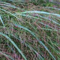 Panicum virgatum Squaw - Vingergras Squaw - Siergrassen