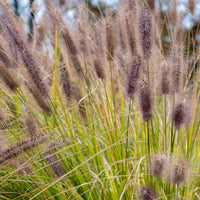 LampepoetsersgrasBlack Beauty - Bakker