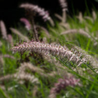 Lampenpoetsersgras 'Karley Rose'® - Pennisetum orientale Karley Rose ® - Bakker