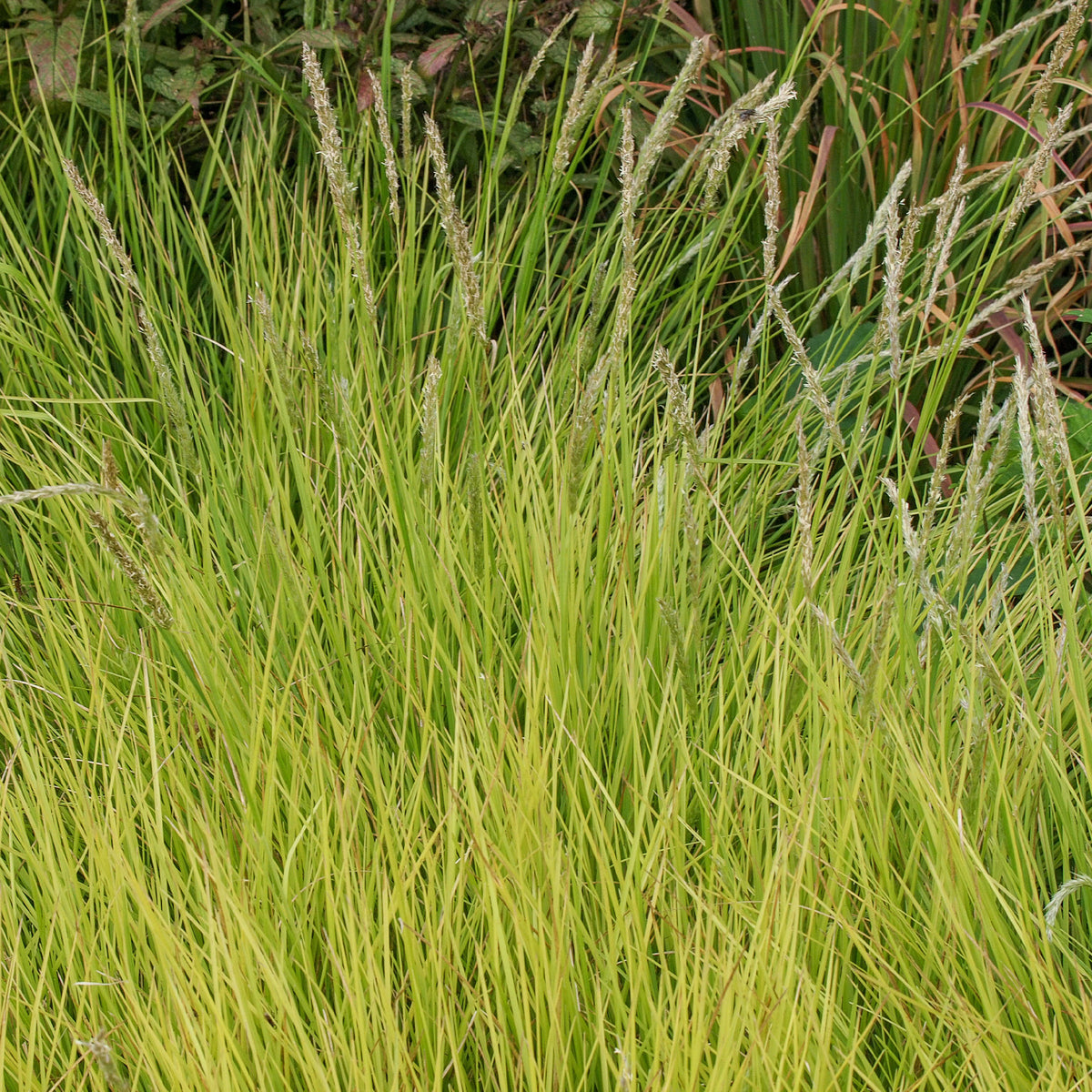 Blauwgras automne - Bakker