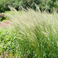 Poaceae - Spodiopogon sibiricus - Bakker