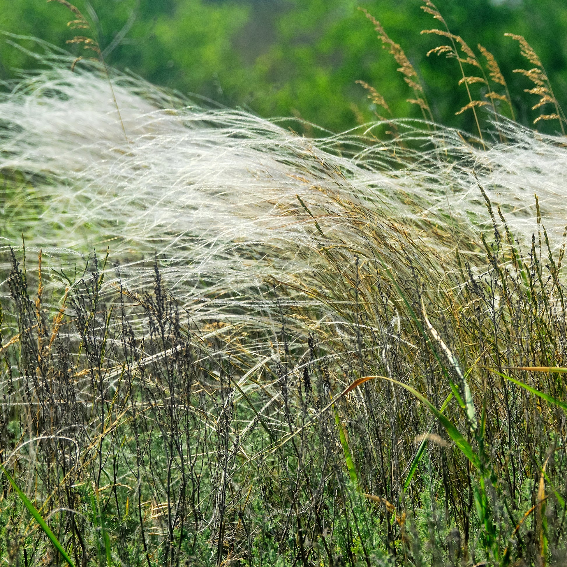 Vedergras chevelu - Stipa capillata - Bakker