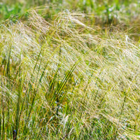 Siergrassen - Vedergras chevelu - Stipa capillata