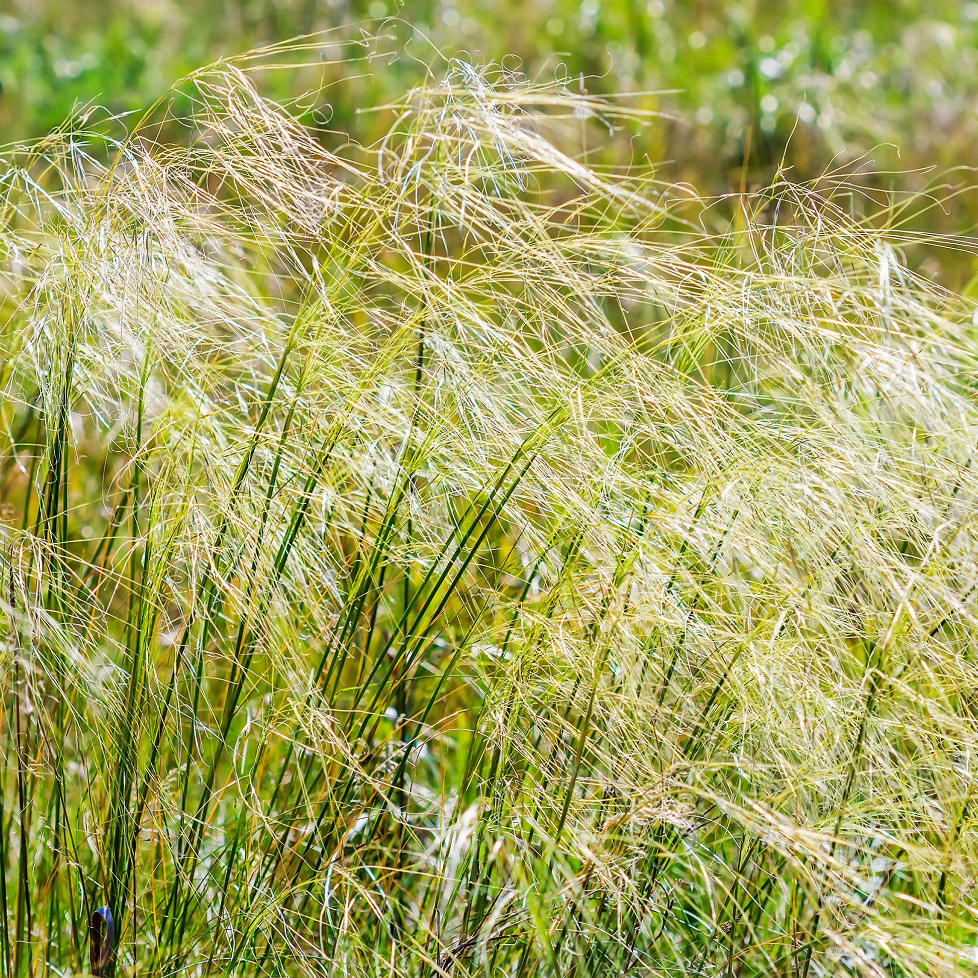 Siergrassen - Vedergras chevelu - Stipa capillata
