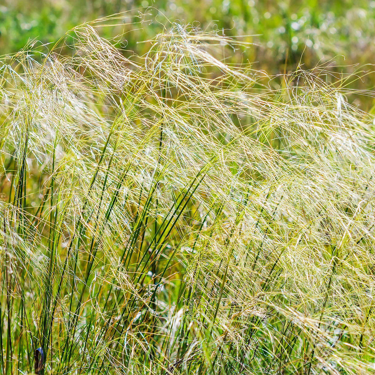 Stipa - Vedergras chevelu - Stipa capillata