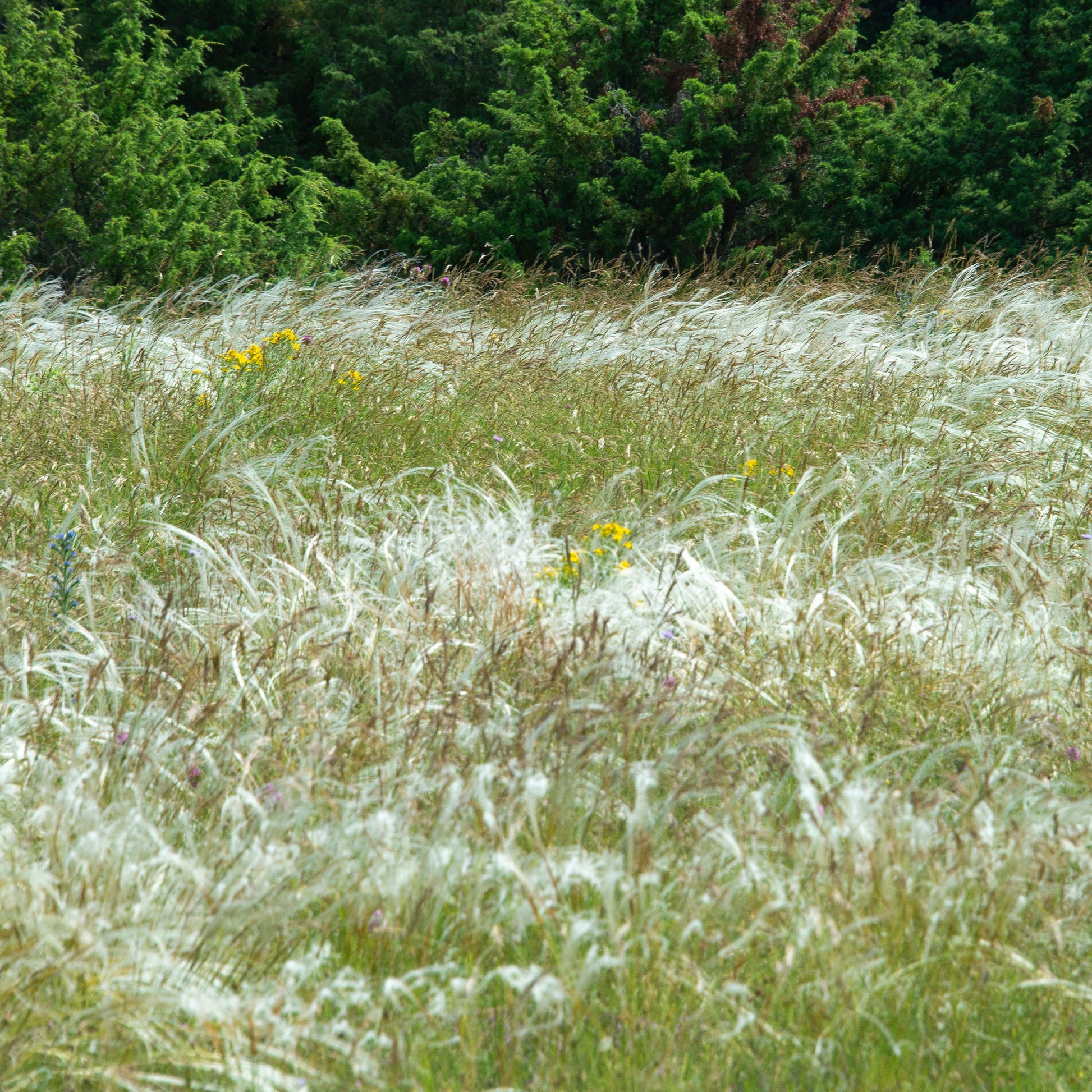 Vedergras penné - Stipa pennata - Bakker