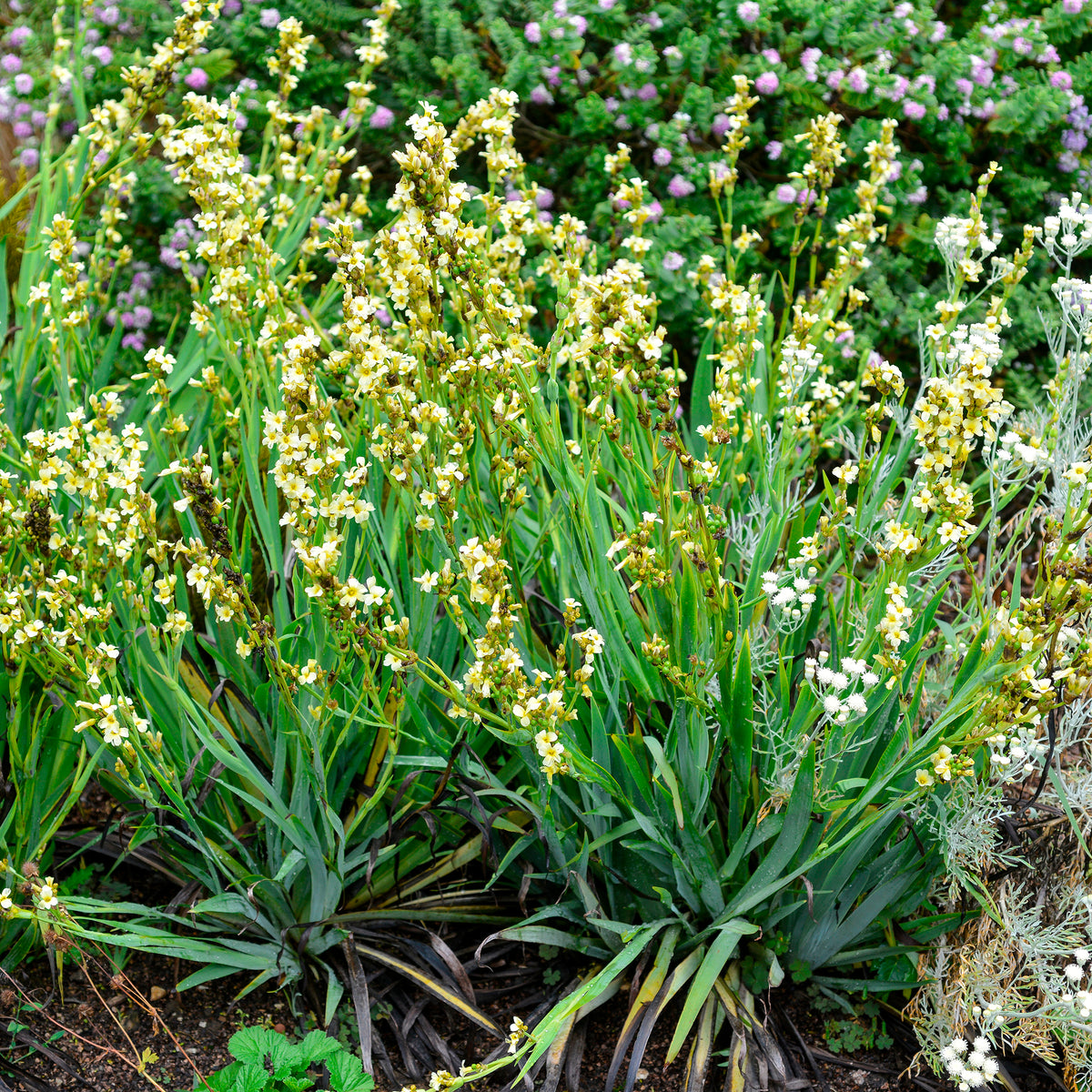 Sisyrinchium striatum - Bieslelie - Bloeiende vaste planten