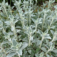 Ezelsoor Silver Carpet - Stachys byzantina silver carpet - Bakker