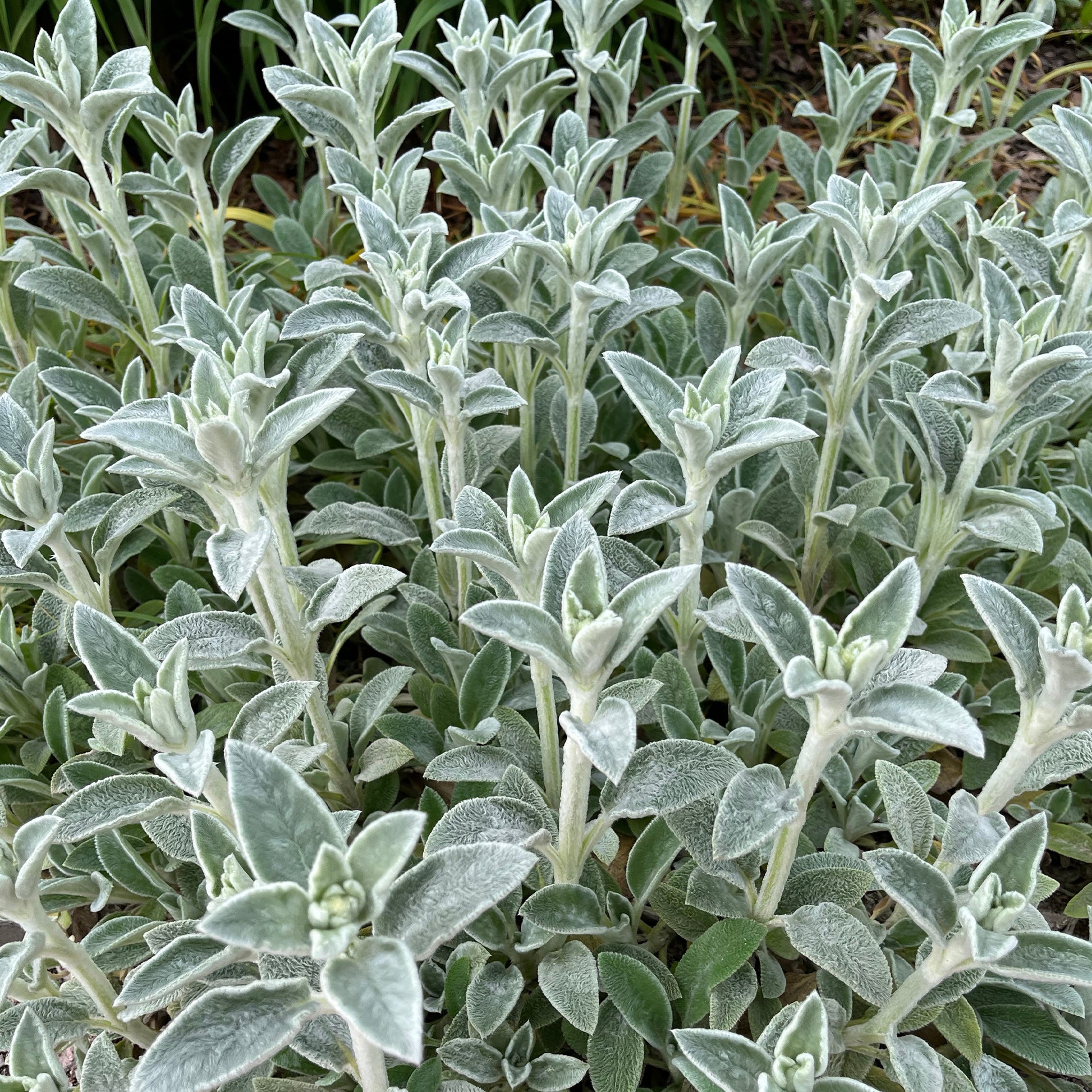 Ezelsoor Silver Carpet - Stachys byzantina silver carpet - Bakker