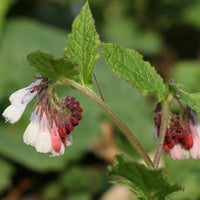 Smeerwortel Hidcote Blue - Bakker