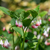 Smeerwortel 'Hidcote Pink' - Symphytum grandiflorum hidcote pink - Bakker