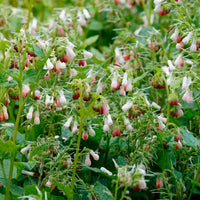 Smeerwortel 'Hidcote Pink'