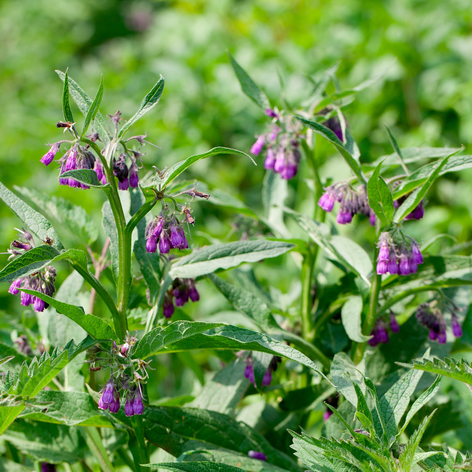 Smeerwortel 'Purpureum' - Symphytum officinale purpureum - Bakker