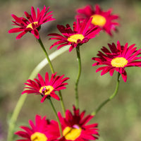 Bonte magriet (x3) - Tanacetum coccineum Robinson's Red - Bakker