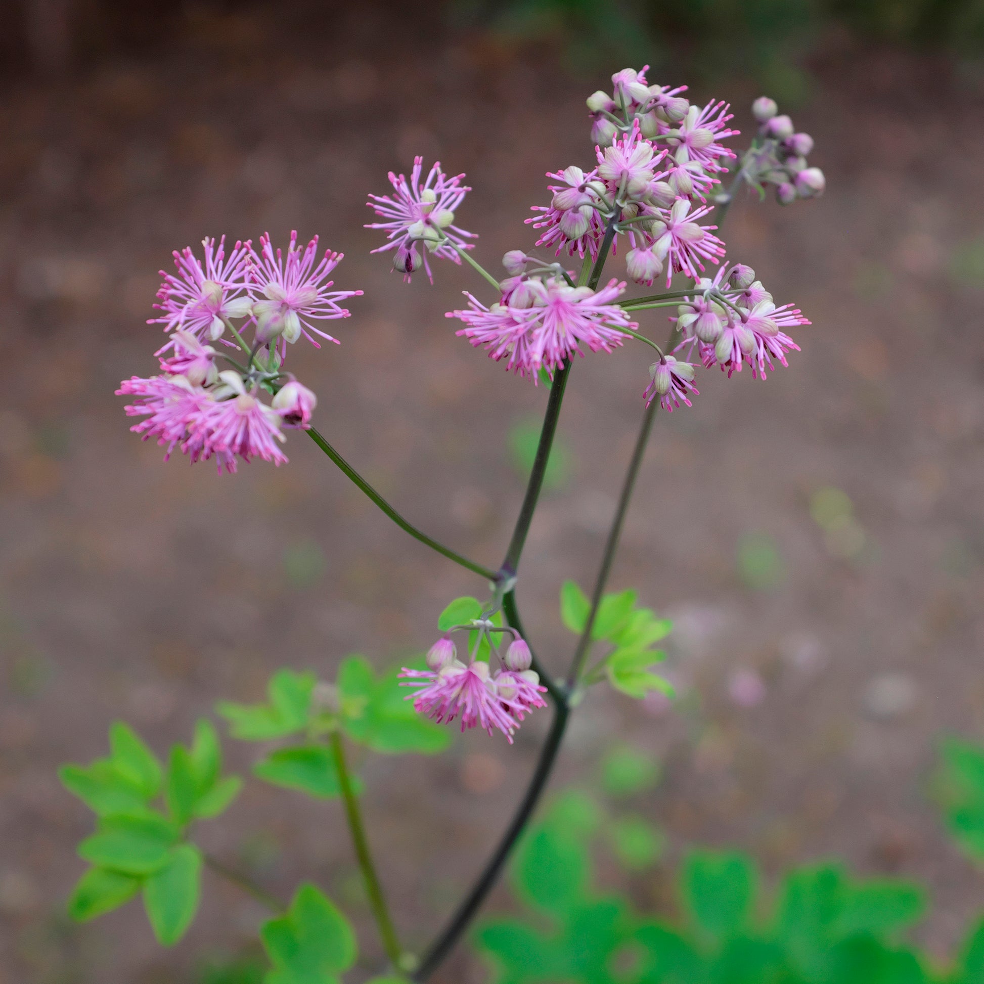 Ruit Black Stockings - Thalictrum black stockings - Bakker
