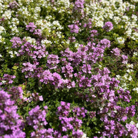 Kruiptijm 'Coccineus' - Bakker