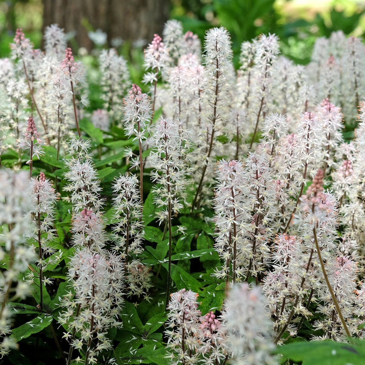Tiarella Spring Symphony - Perzische muts Spring Symphony - Vaste planten