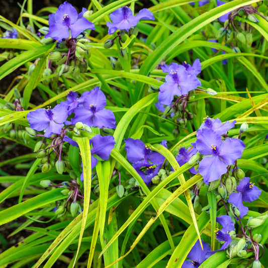 Vaderplant 'Sweet Kate' - Bakker