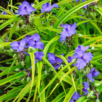 Vaderplant 'Sweet Kate' - Bakker