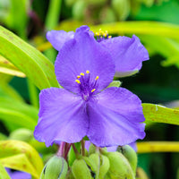 Vaderplant 'Sweet Kate'