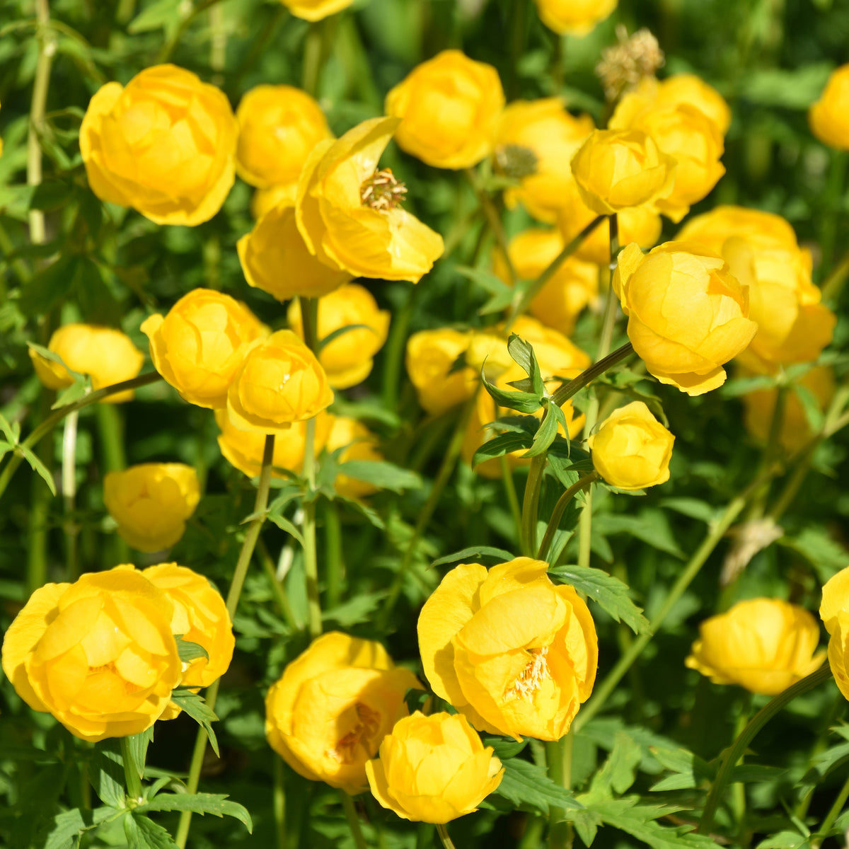 Kogelboterbloem Europe - Trollius europaeus - Bakker