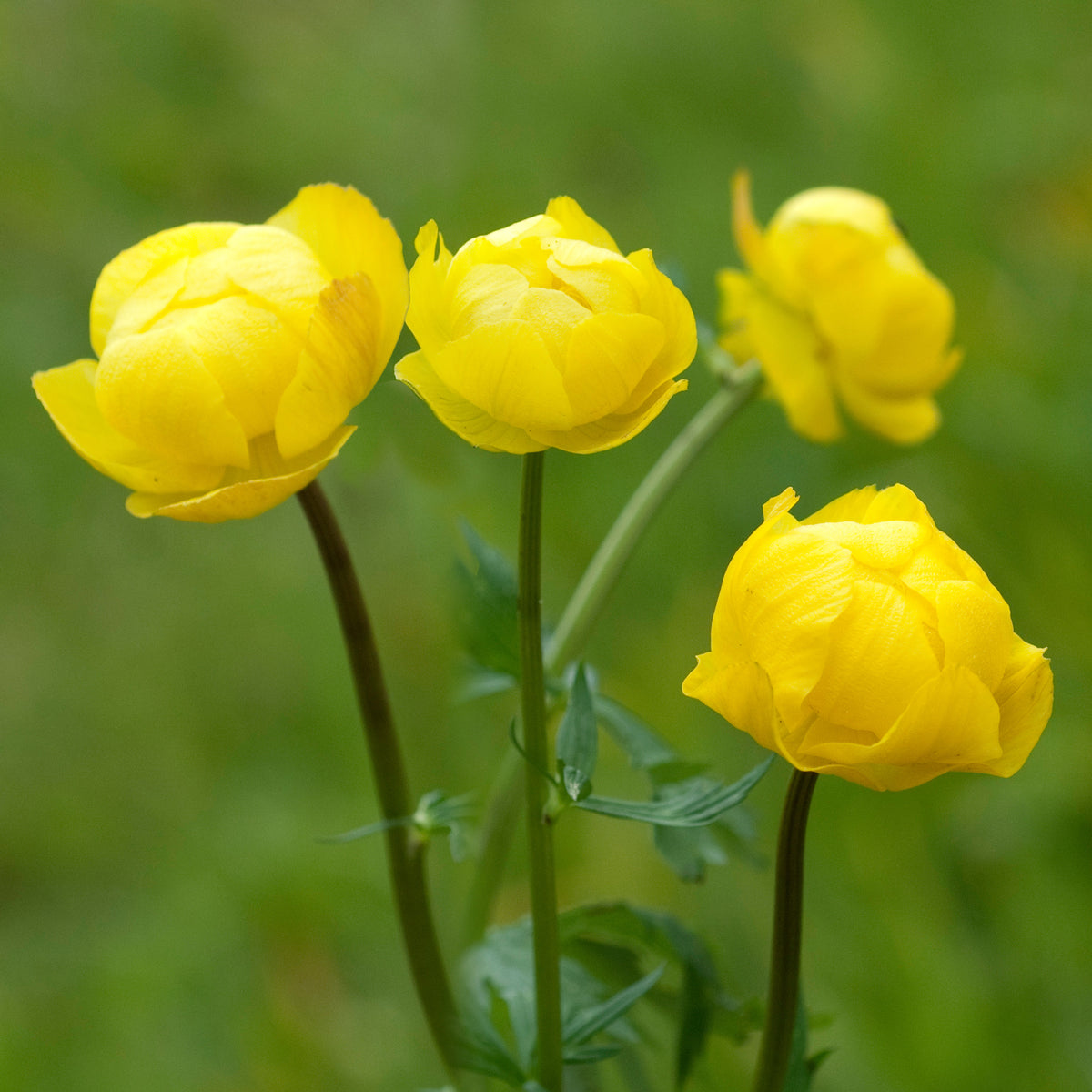 Kogelboterbloem Europe - Bakker