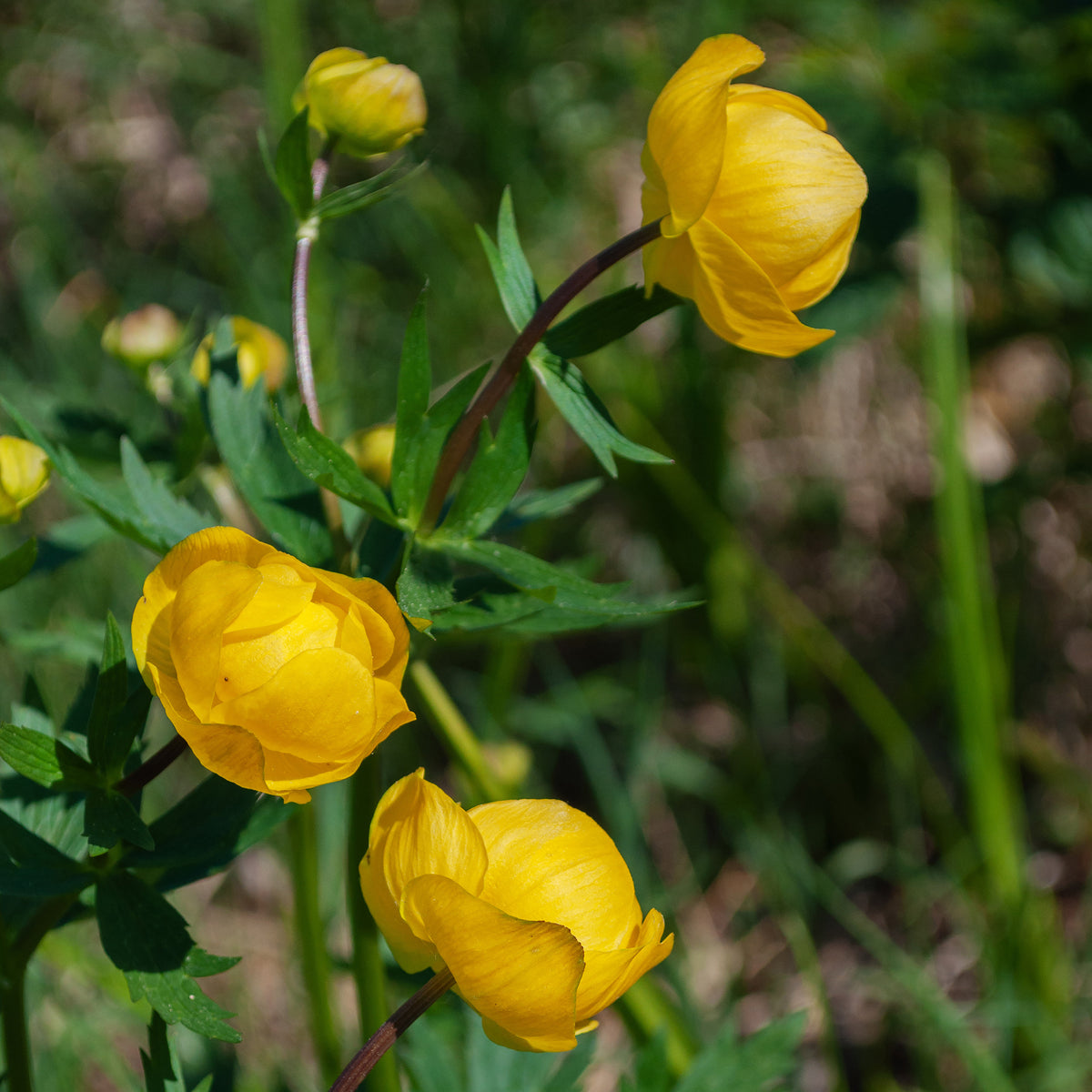 Vaste planten - Kogelboterbloem Europe - Trollius europaeus