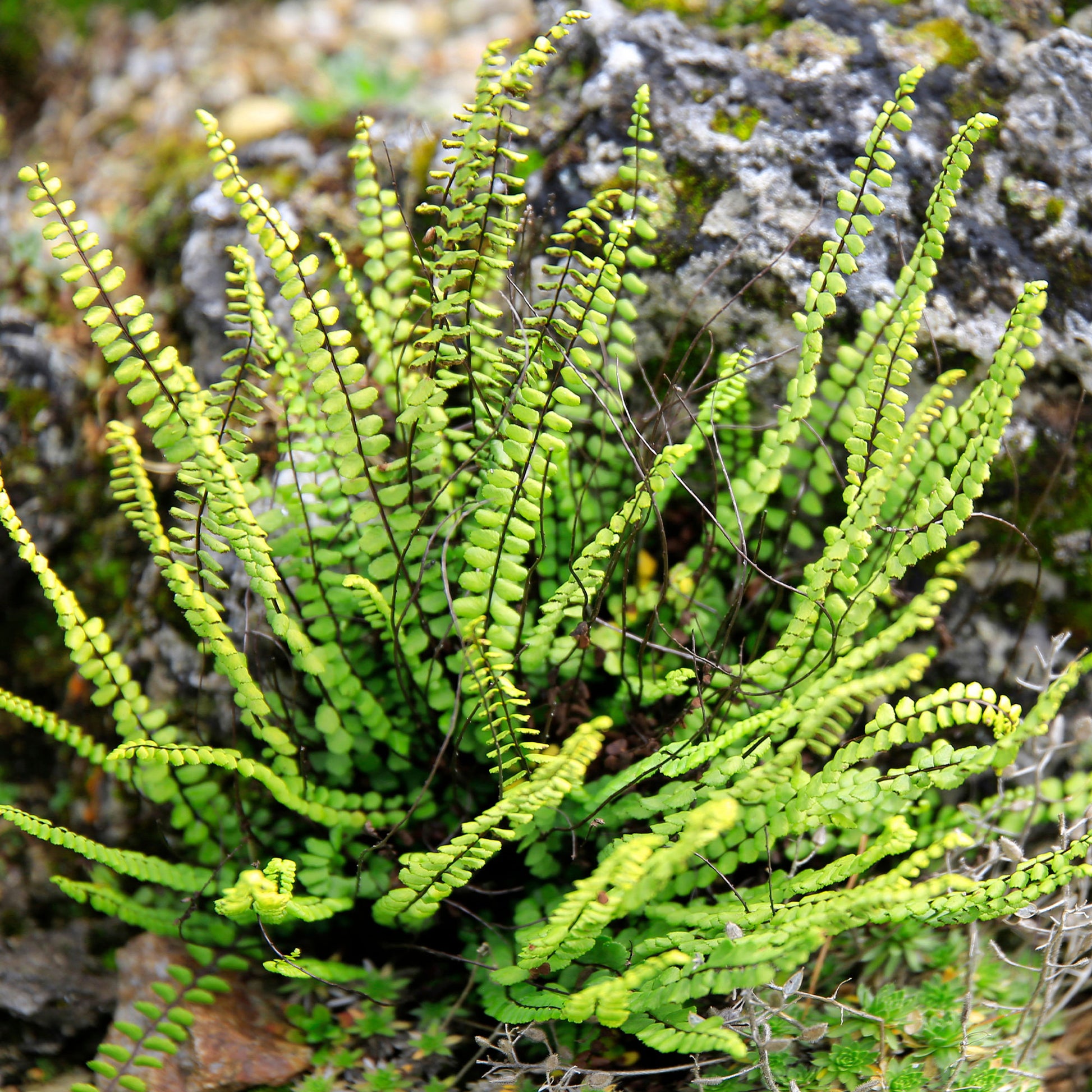 Steenbeekvaren - Asplenium trichomanes - Bakker