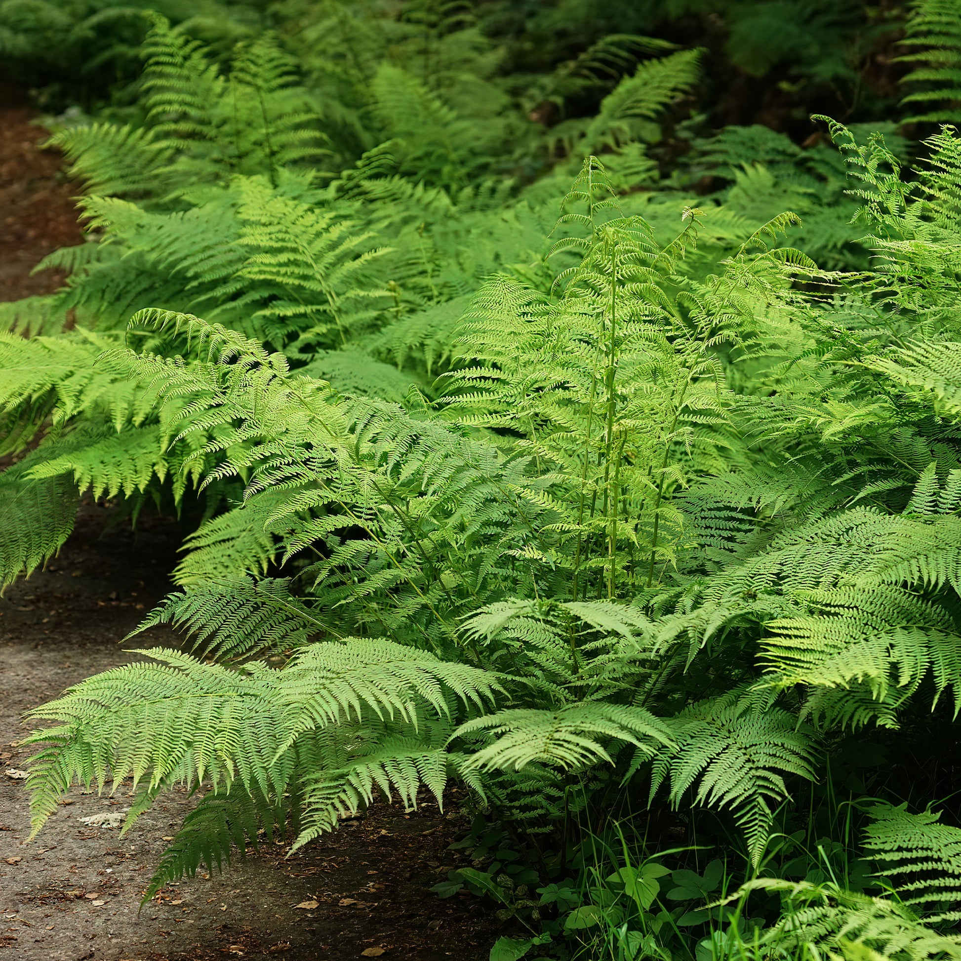 Wijfjesvaren - Athyrium filix-femina - Bakker