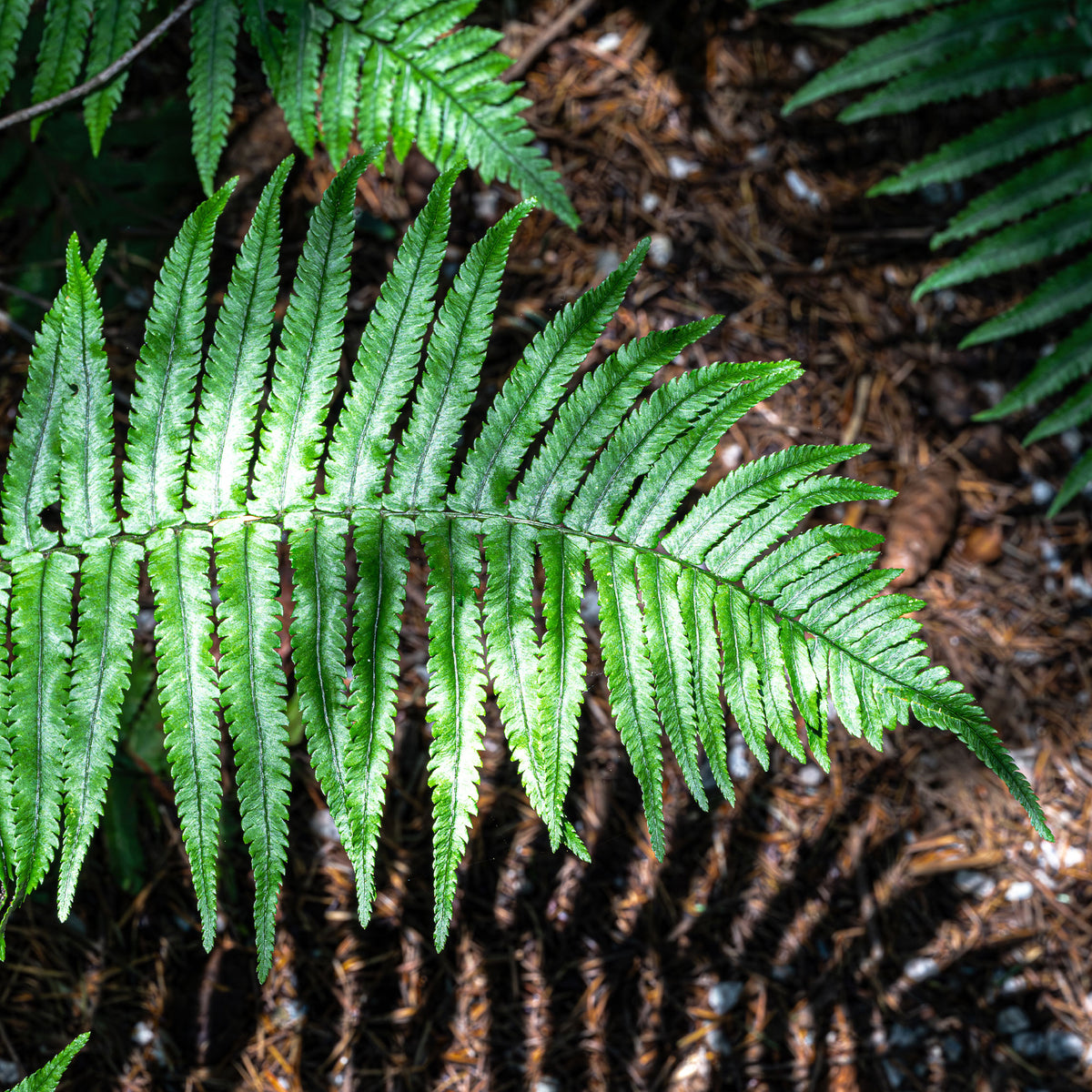 Dryopteris cycadina (atrata) - Cycadina Niervaren - Varens