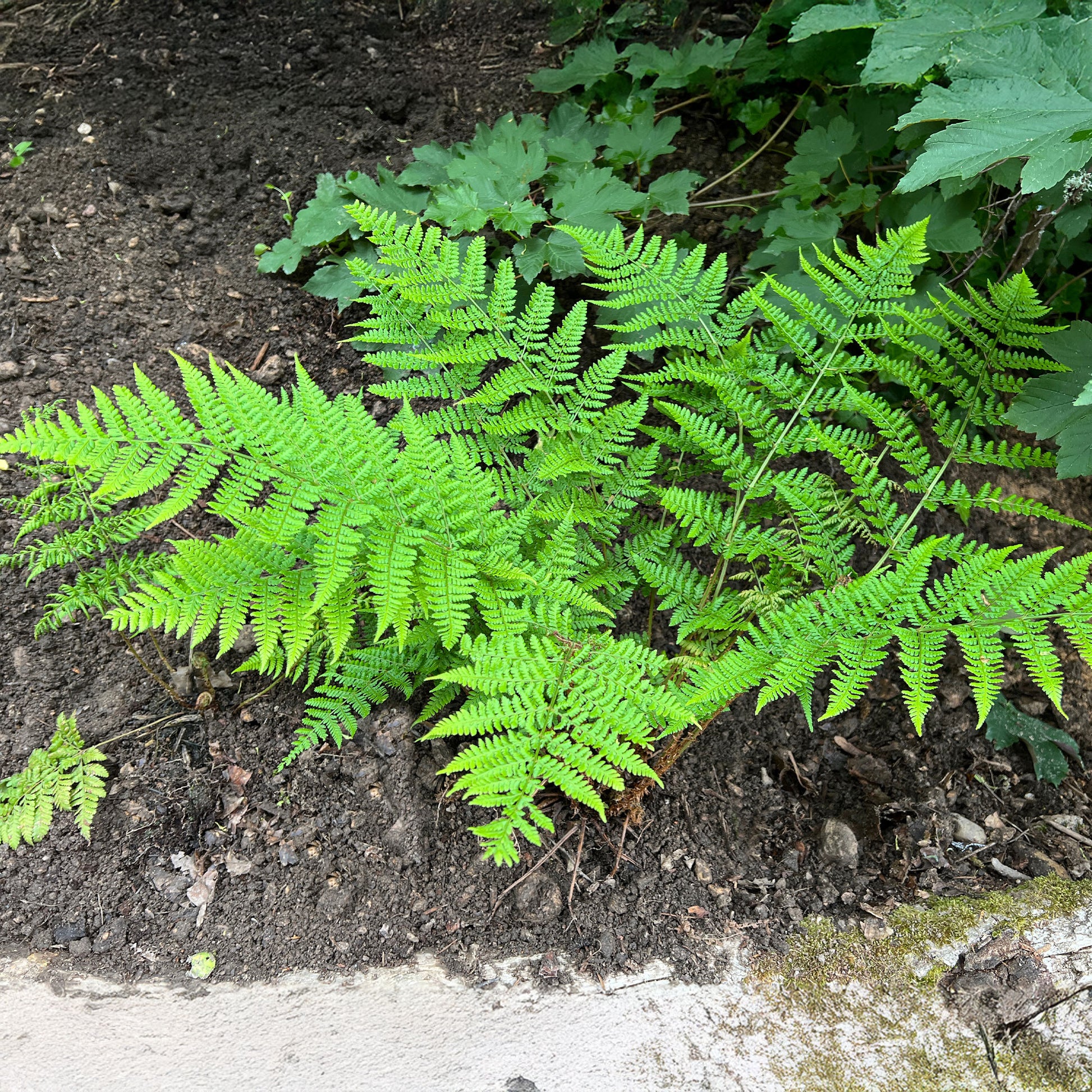 Brede stekelvaren - Dryopteris dilatata - Bakker