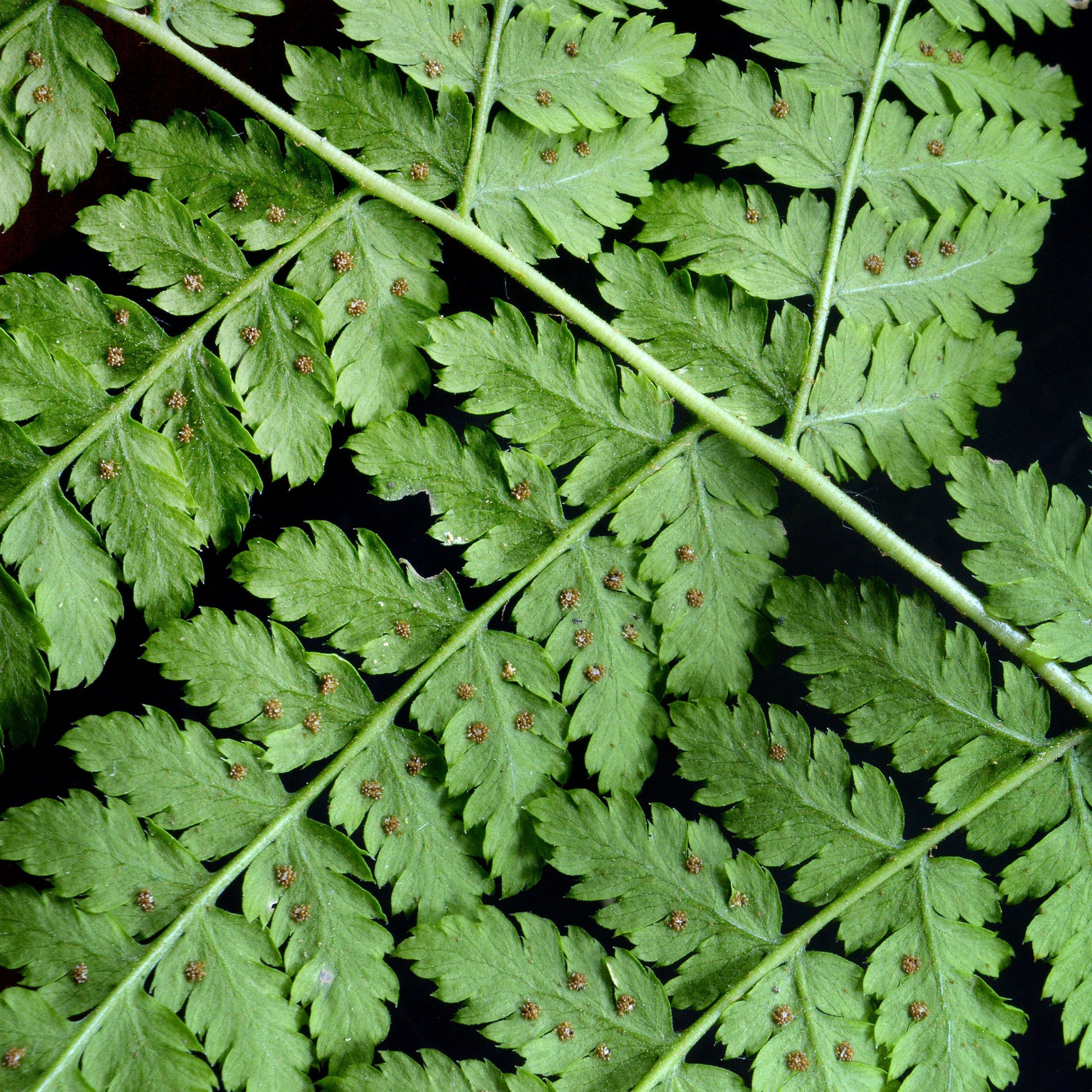 Dryopteris dilatata - Brede stekelvaren - Vaste planten