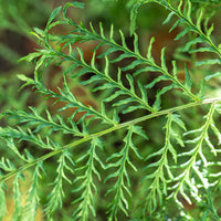 Niervaren Linearis Polydactyla - Dryopteris filix-mas linearis polydactyla - Bakker