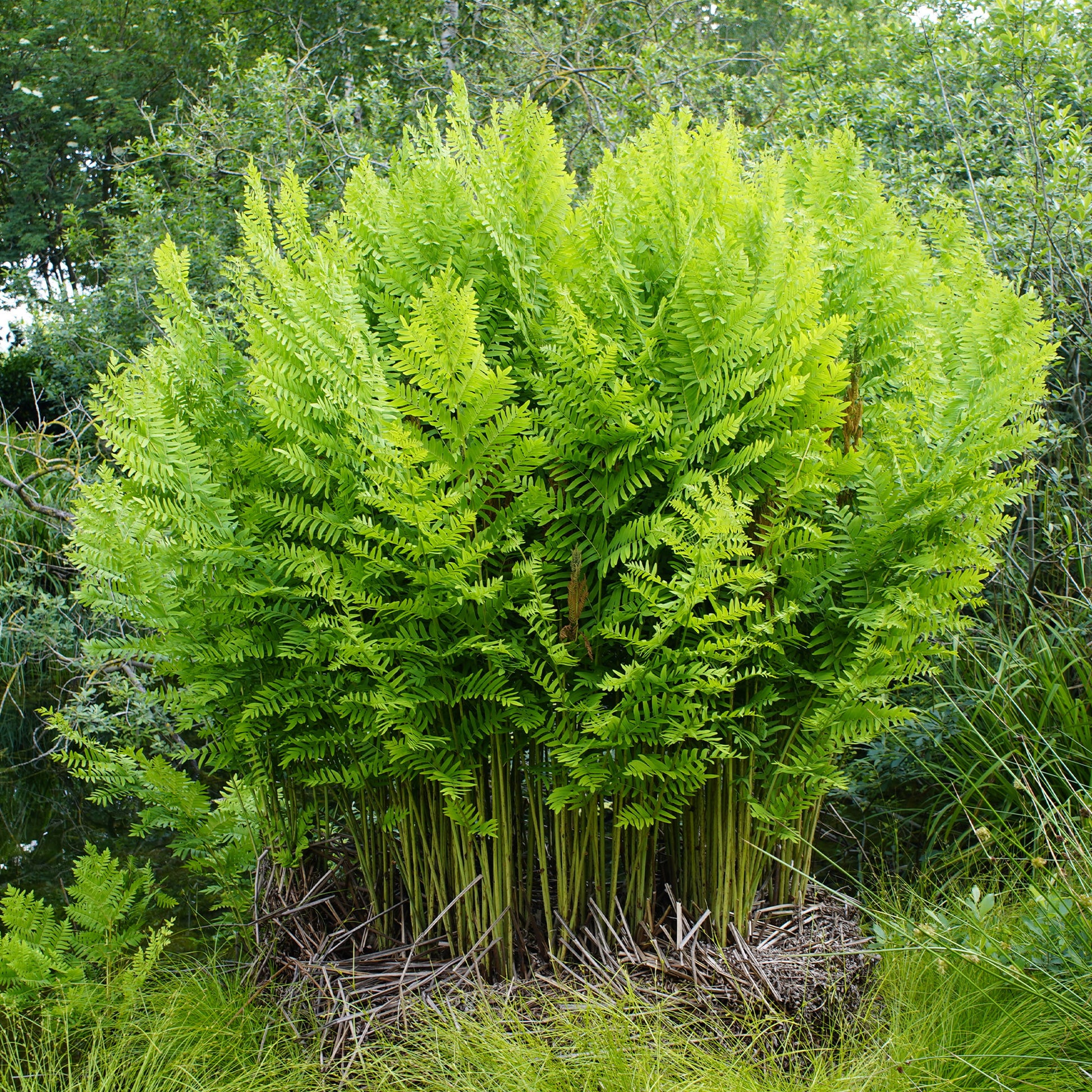 Koningsvaren - Osmunda regalis - Bakker