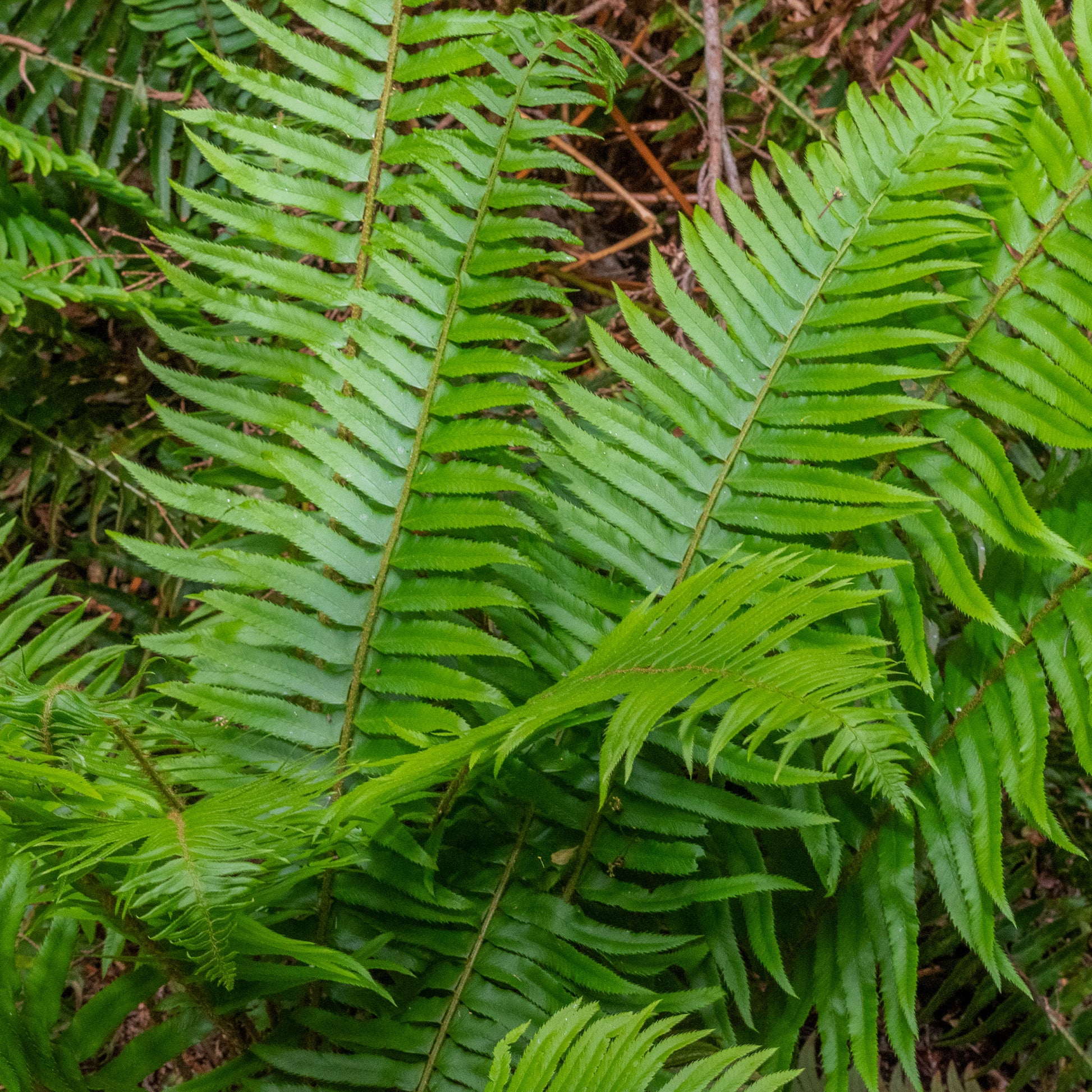 Zwaardvaren - Polystichum munitum - Bakker
