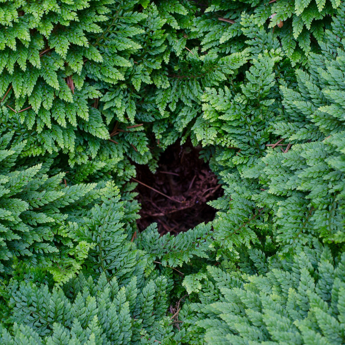 Varens - Schildvaren Plumosum - Polystichum setiferum plumoso-densum