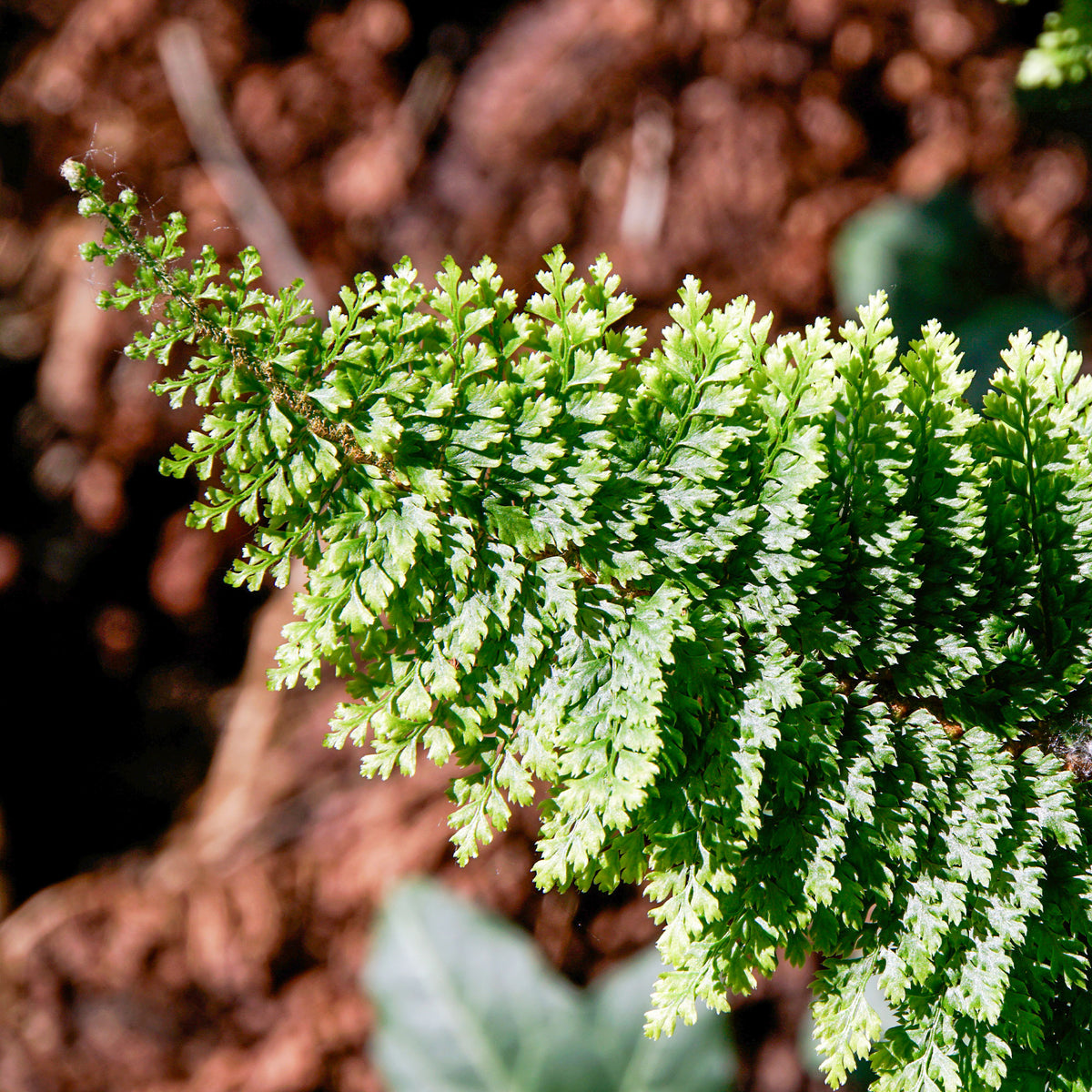 Schildvaren Plumosum - Polystichum setiferum plumoso-densum - Bakker