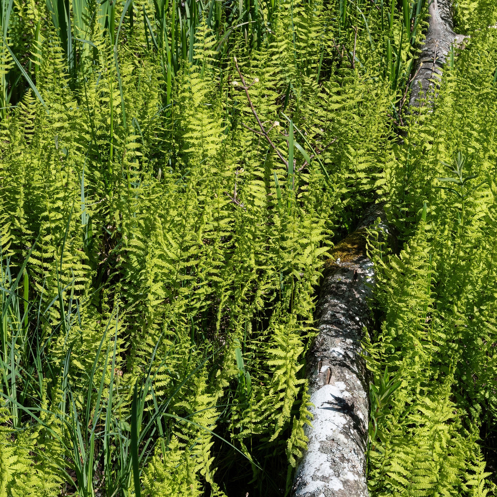Moerasvaren - Thelypteris palustris - Bakker