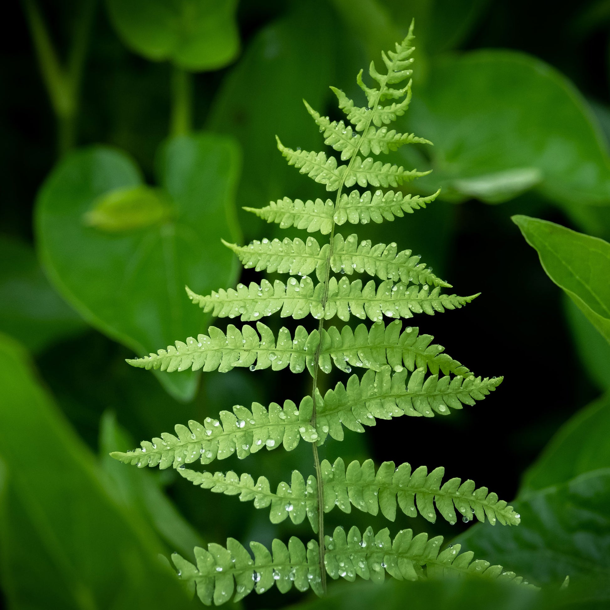 Verkoop Moerasvaren - Thelypteris palustris