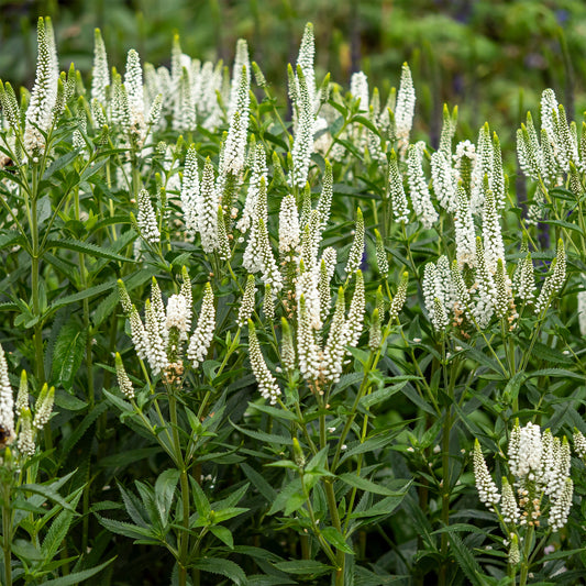 Ereprijs First Lady - Bakker