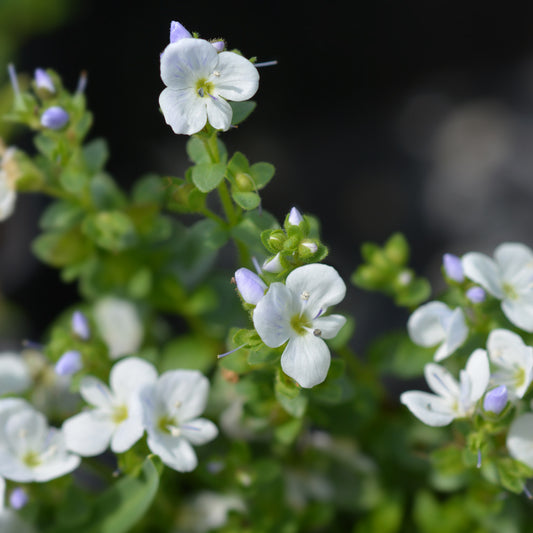 Ereprijs kruipend - Bakker