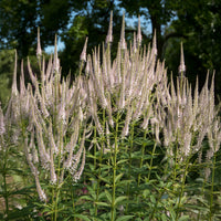 Scrophulariaceae Roseum - Veronicastrum virginicum roseum - Bakker