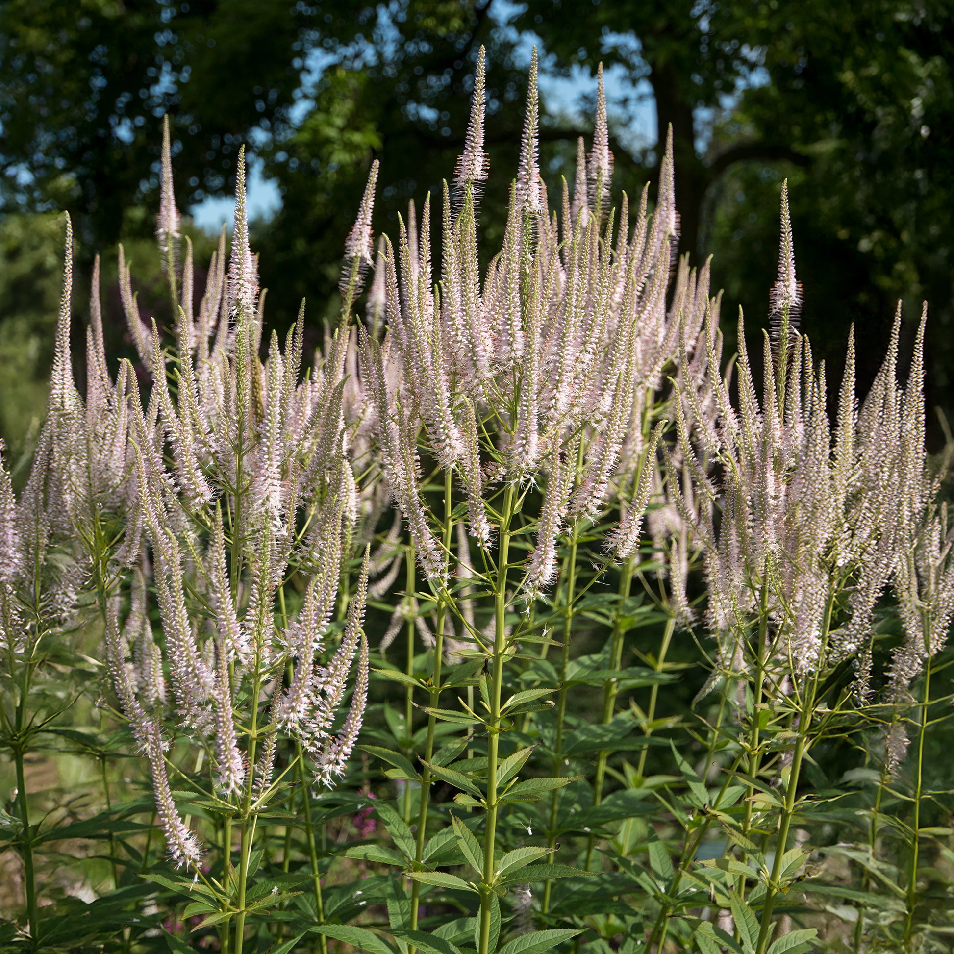 Scrophulariaceae Roseum - Veronicastrum virginicum roseum - Bakker