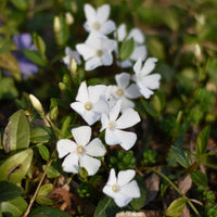 Maagdenpalm Alba - Vinca minor alba - Bakker