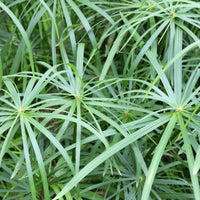 Cypergras - Cyperus longus - Bakker